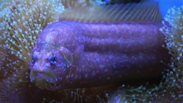Molwa Zwyczajna Molva Sarkofiton Akwarium Morskim — Wideo stockowe