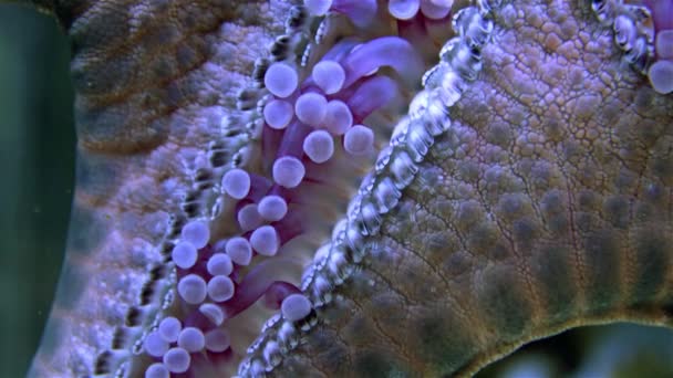Starfish Θέα Από Την Κάτω Πλευρά Μακροφωτογραφία Του Στόματος Άνοιγμα — Αρχείο Βίντεο