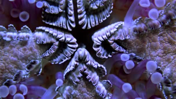 Starfish View Bottom Side Macro Photography Mouth Opening Pedicillaria Which — Stock Video