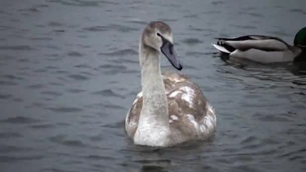 Uccelli Dell Ucraina Cigni Gabbiani Anatre Uccelli Acquatici Svernanti Nel — Video Stock