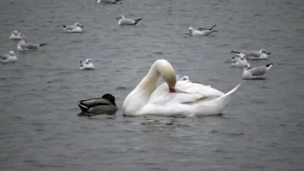 Vögel Der Ukraine Schwäne Möwen Und Enten Überwinternde Wasservögel Schwarzen — Stockvideo