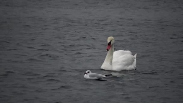 Птахи України Лебеді Чайки Качки Зимуючі Водоплавні Птахи Чорному Морі — стокове відео