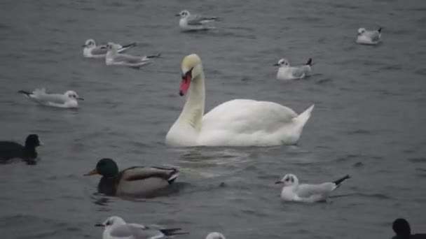 Oiseaux Ukraine Cygnes Goélands Canards Oiseaux Aquatiques Hivernants Dans Mer — Video