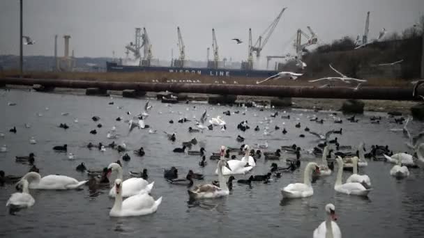 Vögel Der Ukraine Schwäne Möwen Und Enten Überwinternde Wasservögel Schwarzen — Stockvideo