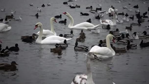 Vögel Der Ukraine Schwäne Möwen Und Enten Überwinternde Wasservögel Schwarzen — Stockvideo