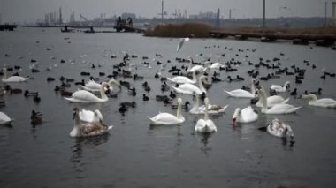 Ukrayna 'nın kuşları. Kuğular, martılar ve ördekler - Karadeniz 'de kışı geçiren su kuşları