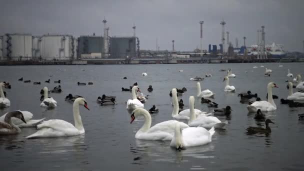 Birds Ukraine Swans Gulls Ducks Wintering Waterfowl Black Sea — Stock Video