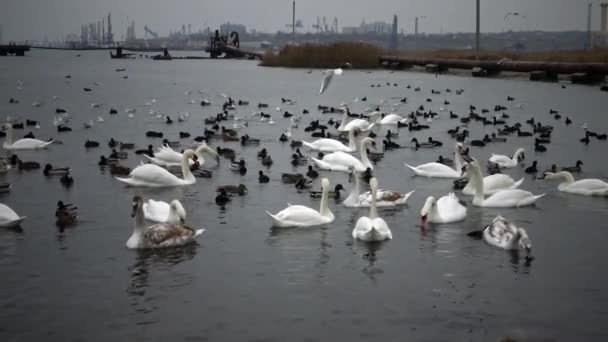 Πουλιά Της Ουκρανίας Κύκνοι Γλάροι Και Πάπιες Υδρόβια Πτηνά Διαχείμασης — Αρχείο Βίντεο