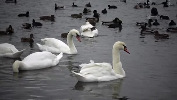 Pássaros Ucrânia Cisnes Gaivotas Patos Aves Aquáticas Invernantes Mar Negro — Vídeo de Stock