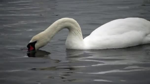 Birds Ukraine Swans Gulls Ducks Wintering Waterfowl Black Sea — Stock Video