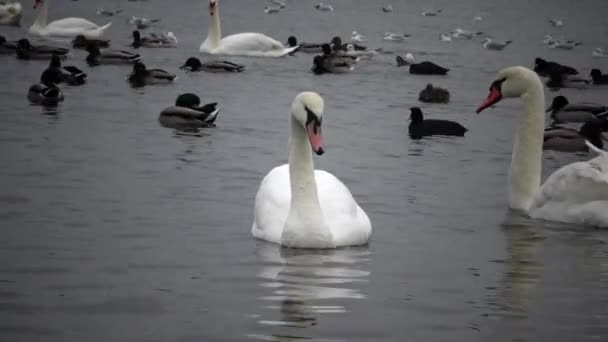 Birds Ukraine Cisnes Gaviotas Patos Aves Acuáticas Invernantes Mar Negro — Vídeos de Stock