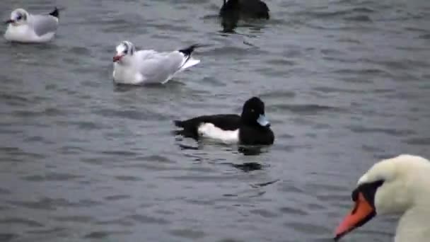 Die Tufted Ente Aythya Fuligula Vögel Der Ukraine Schwäne Möwen — Stockvideo