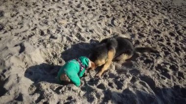 Alman çoban köpeği ve pug kumsalda oynuyorlar.