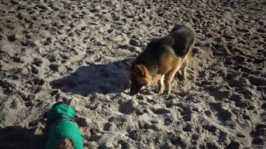 Alman çoban köpeği ve pug kumsalda oynuyorlar.