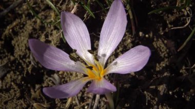 Ephemeral çiçekler, vahşi doğada çicek gülleri (Colchicum ancyrense), sonbahar kruvazörü, çayır safranı ve çıplak kadın. Ukrayna 'nın Kırmızı Kitabı' ndan nadir bir görüntü.