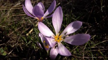 Ephemeral çiçekler, vahşi doğada çicek gülleri (Colchicum ancyrense), sonbahar kruvazörü, çayır safranı ve çıplak kadın. Ukrayna 'nın Kırmızı Kitabı' ndan nadir bir görüntü.