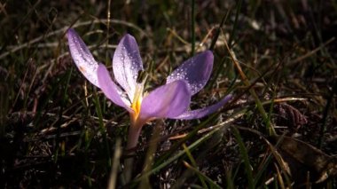 Ephemeral çiçekler, vahşi doğada çicek gülleri (Colchicum ancyrense), sonbahar kruvazörü, çayır safranı ve çıplak kadın. Ukrayna 'nın Kırmızı Kitabı' ndan nadir bir görüntü.