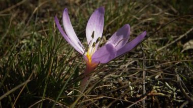 Ephemeral çiçekler, vahşi doğada çicek gülleri (Colchicum ancyrense), sonbahar kruvazörü, çayır safranı ve çıplak kadın. Ukrayna 'nın Kırmızı Kitabı' ndan nadir bir görüntü.
