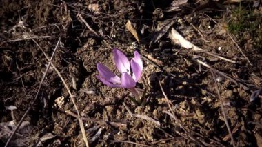 Ephemeral çiçekler, vahşi doğada çicek gülleri (Colchicum ancyrense), sonbahar kruvazörü, çayır safranı ve çıplak kadın. Ukrayna 'nın Kırmızı Kitabı' ndan nadir bir görüntü.