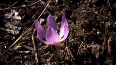 Ephemeral çiçekler, vahşi doğada çicek gülleri (Colchicum ancyrense), sonbahar kruvazörü, çayır safranı ve çıplak kadın. Ukrayna 'nın Kırmızı Kitabı' ndan nadir bir görüntü.