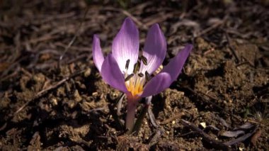 Ephemeral çiçekler, vahşi doğada çicek gülleri (Colchicum ancyrense), sonbahar kruvazörü, çayır safranı ve çıplak kadın. Ukrayna 'nın Kırmızı Kitabı' ndan nadir bir görüntü.