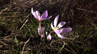Ephemeral çiçekler, vahşi doğada çicek gülleri (Colchicum ancyrense), sonbahar kruvazörü, çayır safranı ve çıplak kadın. Ukrayna 'nın Kırmızı Kitabı' ndan nadir bir görüntü.