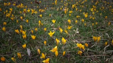 Ephemeral çiçekler, vahşi doğada güller (Kolşyum luteum). Ukrayna 'nın kırmızı kitabından nadir bir manzara. Video sürgüleyici.