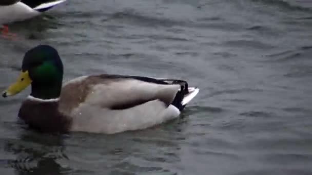 Uccelli Dell Ucraina Cigni Gabbiani Anatre Uccelli Acquatici Svernanti Nel — Video Stock