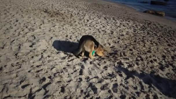 Duitse Herder Pug Spelen Het Zand Het Strand — Stockvideo