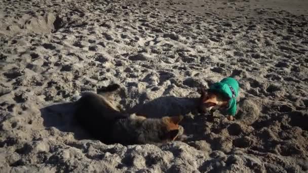 German Shepherd Pug Playing Sand Beach — Stock Video