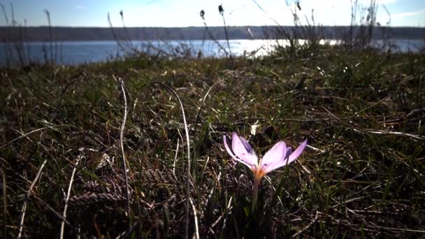 Flores Efímeras Prímulas Silvestres Colchicum Ancyrense Azafrán Otoño Azafrán Pradera — Vídeos de Stock