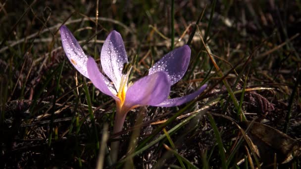 Эфемерные Цветы Первоцветы Дикой Природе Colchicum Ancyrense Осенний Крокус Луговой — стоковое видео