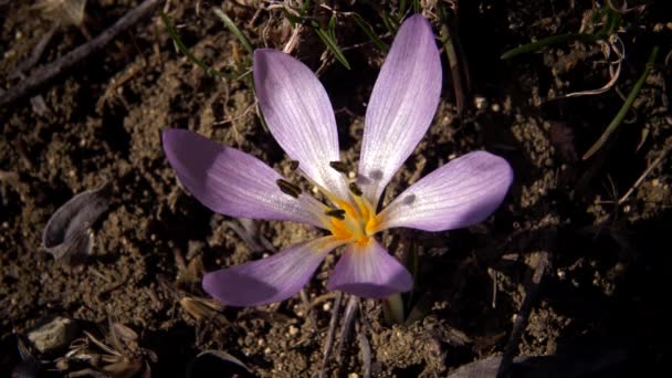 Ephemeral Blommor Primrosor Naturen Colchicum Ancyrense Höst Krokus Äng Saffran — Stockvideo