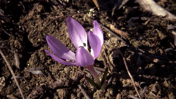 Εφηβικά Λουλούδια Αγριολούλουδα Colchicum Ancyrense Φθινοπωρινός Κρόκος Σαφράν Λιβαδιού Και — Αρχείο Βίντεο