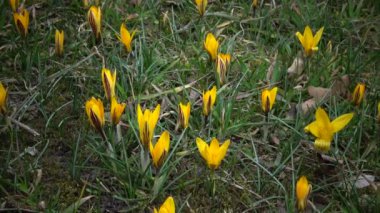 Ephemeral çiçekler, vahşi doğada güller (Kolşyum luteum). Ukrayna 'nın kırmızı kitabından nadir bir manzara. Video sürgüleyici.