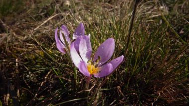 Ephemeral çiçekler, vahşi doğada çicek gülleri (Colchicum ancyrense), sonbahar kruvazörü, çayır safranı ve çıplak kadın. Ukrayna 'nın Kırmızı Kitabı' ndan nadir bir görüntü