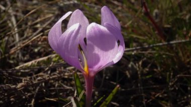 Ephemeral çiçekler, vahşi doğada çicek gülleri (Colchicum ancyrense), sonbahar kruvazörü, çayır safranı ve çıplak kadın. Ukrayna 'nın Kırmızı Kitabı' ndan nadir bir görüntü