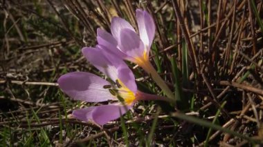 Ephemeral çiçekler, vahşi doğada çicek gülleri (Colchicum ancyrense), sonbahar kruvazörü, çayır safranı ve çıplak kadın. Ukrayna 'nın Kırmızı Kitabı' ndan nadir bir görüntü