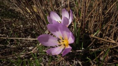 Ephemeral çiçekler, vahşi doğada çicek gülleri (Colchicum ancyrense), sonbahar kruvazörü, çayır safranı ve çıplak kadın. Ukrayna 'nın Kırmızı Kitabı' ndan nadir bir görüntü