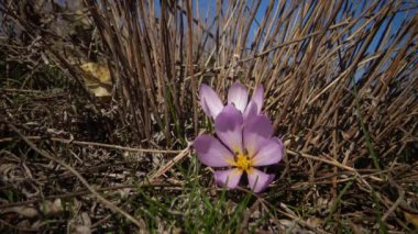 Ephemeral çiçekler, vahşi doğada çicek gülleri (Colchicum ancyrense), sonbahar kruvazörü, çayır safranı ve çıplak kadın. Ukrayna 'nın Kırmızı Kitabı' ndan nadir bir görüntü