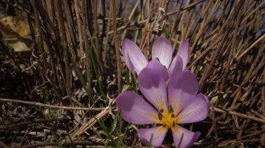 Ephemeral çiçekler, vahşi doğada çicek gülleri (Colchicum ancyrense), sonbahar kruvazörü, çayır safranı ve çıplak kadın. Ukrayna 'nın Kırmızı Kitabı' ndan nadir bir görüntü