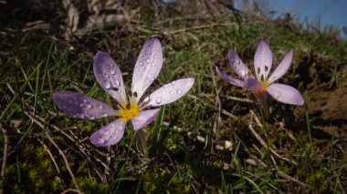 Ephemeral çiçekler, vahşi doğada çicek gülleri (Colchicum ancyrense), sonbahar kruvazörü, çayır safranı ve çıplak kadın. Ukrayna 'nın Kırmızı Kitabı' ndan nadir bir görüntü