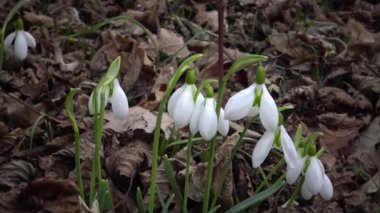Video kaydırıcı. Amaryllidoideae, Galanthus (Elwes 'un kar damlası, daha büyük kar damlası) doğada Tiligul halklarının yamaçlarında, Ukrayna' nın Kırmızı Kitabı.