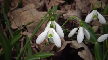 Video kaydırıcı. Amaryllidoideae, Galanthus (Elwes 'un kar damlası, daha büyük kar damlası) doğada Tiligul halklarının yamaçlarında, Ukrayna' nın Kırmızı Kitabı.