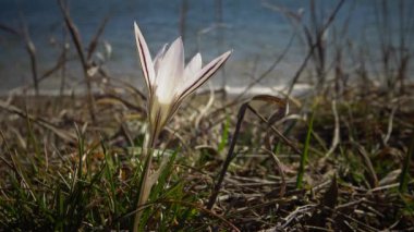 Ephemeral çiçekler, vahşi doğada güller (Crocus reticulatus). Ukrayna 'nın Kırmızı Kitabı' ndan nadir bir görüntü.