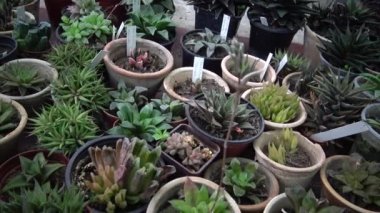 Kil çömlek içinde sulu bir koleksiyon. Video sürgüleyici.