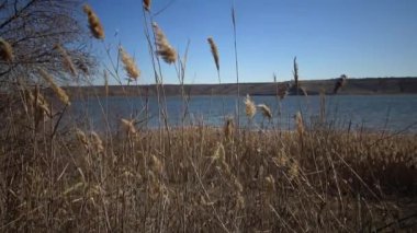 Reed rüzgarda dalgalanan mavi gökyüzünün arka planında