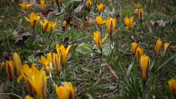 Flores Efímeras Prímulas Silvestres Colchicum Luteum Rara Vista Desde Libro — Vídeo de stock