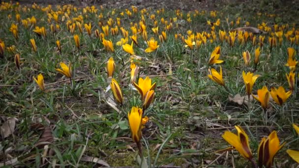 Flores Efímeras Prímulas Silvestres Colchicum Luteum Rara Vista Desde Libro — Vídeos de Stock