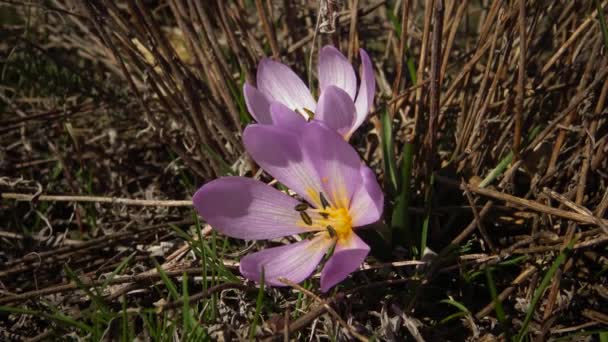 Flores Efémeras Prímulas Natureza Colchicum Ancyrense Crocus Outono Açafrão Prado — Vídeo de Stock